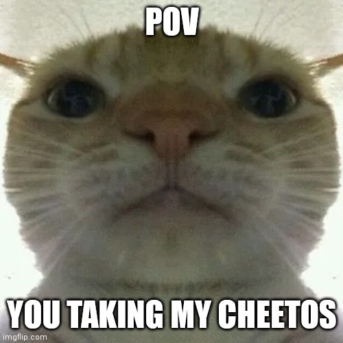 Meow | POV; YOU TAKING MY CHEETOS | image tagged in funny cat | made w/ Imgflip meme maker