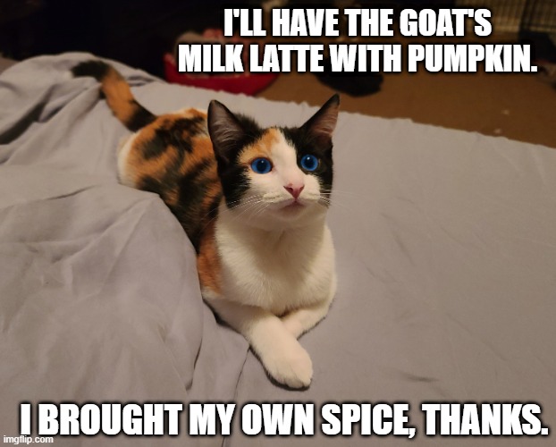 Dune Kitten | I'LL HAVE THE GOAT'S MILK LATTE WITH PUMPKIN. I BROUGHT MY OWN SPICE, THANKS. | image tagged in pumpkin spice,dune,kitten | made w/ Imgflip meme maker