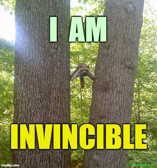 I have reached the highest level |  I  AM; INVINCIBLE; DJ Anomalous | image tagged in raccoons between trees,level expert,level of stress,raccoon,stuck | made w/ Imgflip meme maker