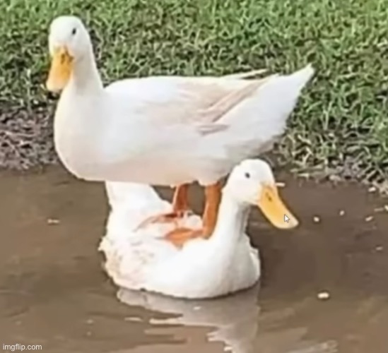 Some ducks for you | made w/ Imgflip meme maker