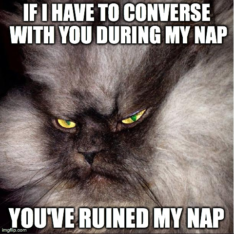IF I HAVE TO CONVERSE WITH YOU DURING MY NAP YOU'VE RUINED MY NAP | image tagged in napping cat | made w/ Imgflip meme maker