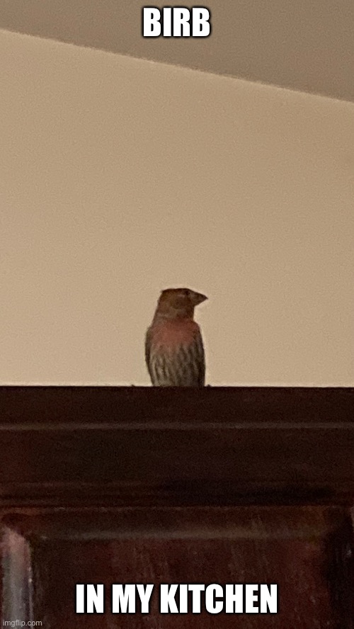 Birb in my kitchen at about 9:45 pm | BIRB; IN MY KITCHEN | made w/ Imgflip meme maker