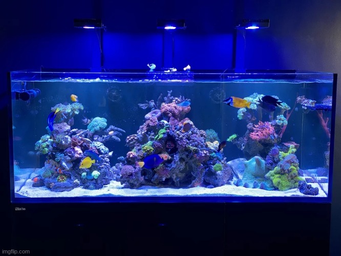 This tank is honestly one of the prettiest I have ever seen. The blue lighting helps a lot here | image tagged in aquarium | made w/ Imgflip meme maker