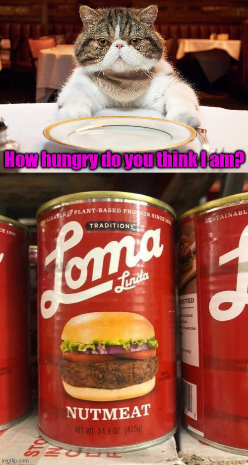 How hungry do you think I am? | image tagged in hungry cat,gross | made w/ Imgflip meme maker