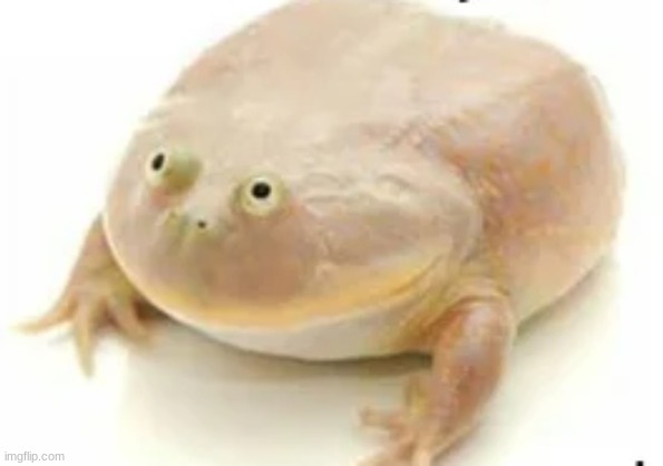 fat frog | image tagged in fat frog | made w/ Imgflip meme maker