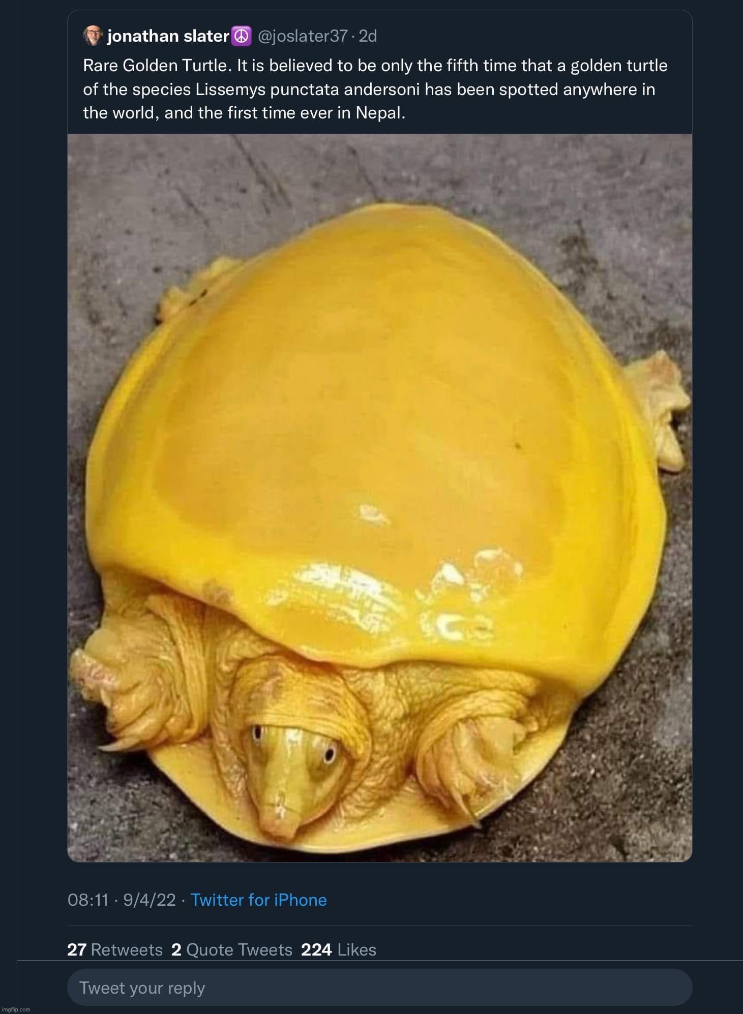 Rare golden turtle | image tagged in rare golden turtle | made w/ Imgflip meme maker
