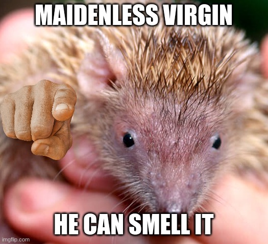 MAIDENLESS VIRGIN; HE CAN SMELL IT | image tagged in meme,funny,shitpost | made w/ Imgflip meme maker