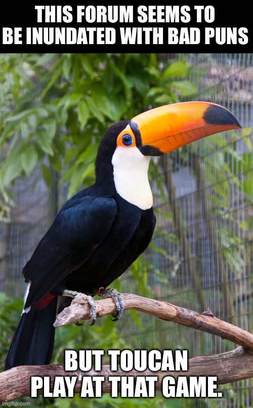 Toucan | THIS FORUM SEEMS TO BE INUNDATED WITH BAD PUNS; BUT TOUCAN PLAY AT THAT GAME. | image tagged in toucan | made w/ Imgflip meme maker
