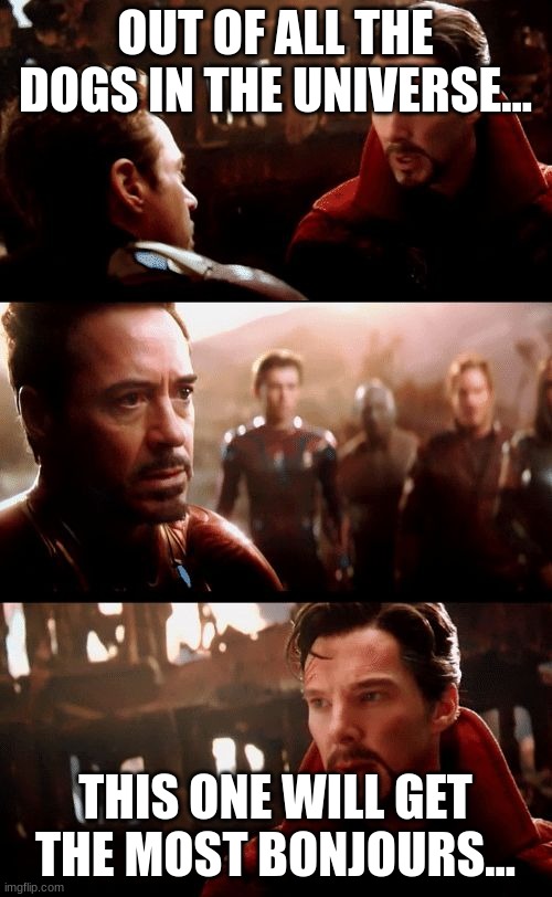 Infinity War - 14mil futures | OUT OF ALL THE DOGS IN THE UNIVERSE... THIS ONE WILL GET THE MOST BONJOURS... | image tagged in infinity war - 14mil futures | made w/ Imgflip meme maker