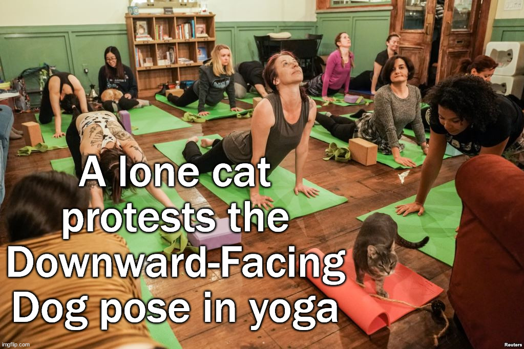 A lone cat protests the Downward-Facing Dog pose in yoga | image tagged in cats,protest | made w/ Imgflip meme maker