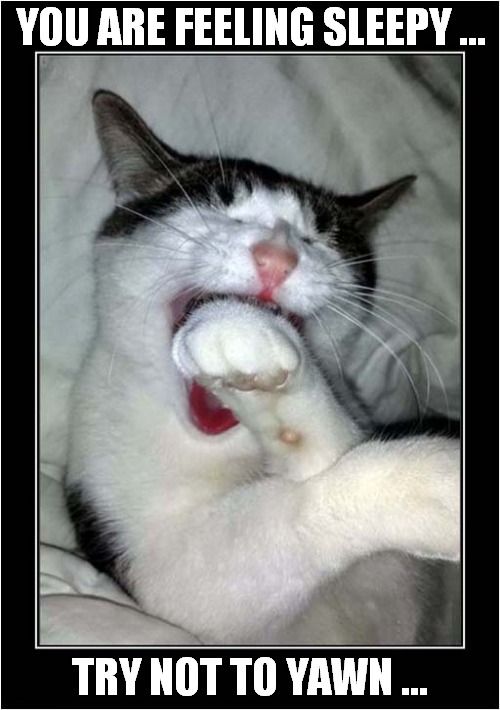 Beware ... Hypnotic Cat ! | YOU ARE FEELING SLEEPY ... TRY NOT TO YAWN ... | image tagged in cats,hypnotic,sleepy,yawning | made w/ Imgflip meme maker