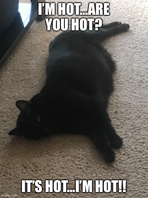 It’s hot | I’M HOT…ARE YOU HOT? IT’S HOT…I’M HOT!! | image tagged in cute cat,hot weather,complaining | made w/ Imgflip meme maker