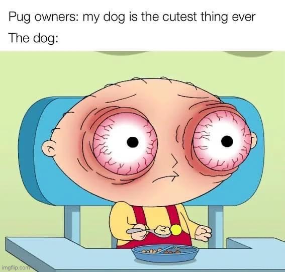 Pugs be like: | image tagged in pugs,pug,dog,dogs,dog owners,stewie griffin | made w/ Imgflip meme maker