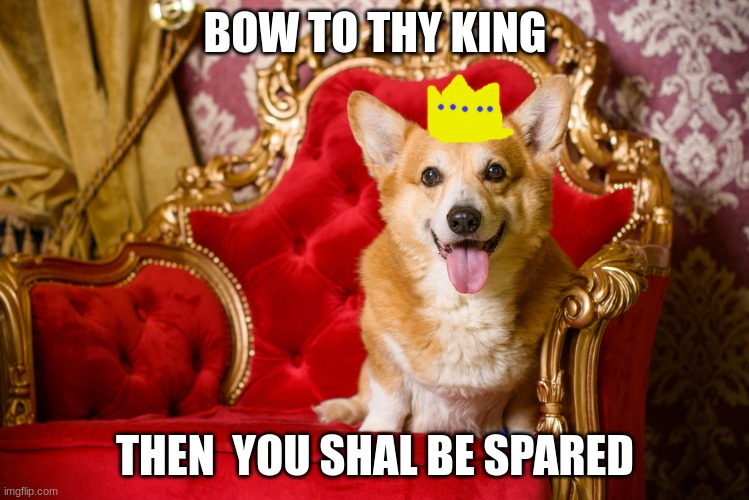 Da king |  BOW TO THY KING; THEN  YOU SHAL BE SPARED | image tagged in corgi,king,royal | made w/ Imgflip meme maker