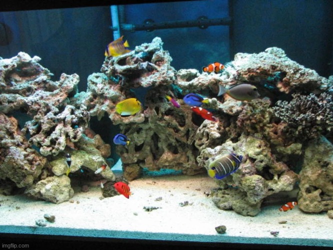 I like how most of the color in this tank is the fish | image tagged in aquarium | made w/ Imgflip meme maker