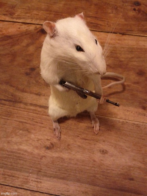 Rebellious Rat | image tagged in rebellious rat | made w/ Imgflip meme maker
