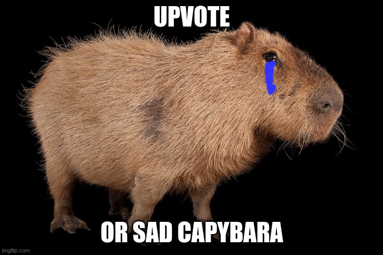 Ok I pull up | UPVOTE; OR SAD CAPYBARA | image tagged in funny | made w/ Imgflip meme maker