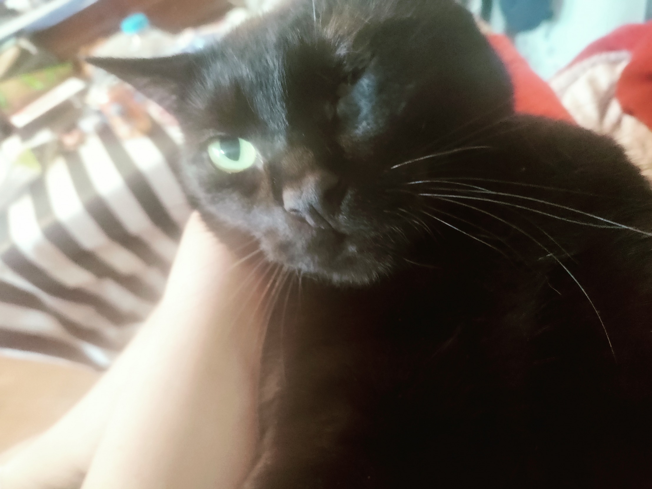 High Quality Scared black cat Blank Meme Template
