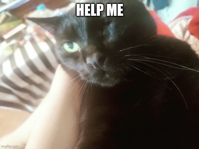 Scared black cat | HELP ME | image tagged in scared black cat | made w/ Imgflip meme maker