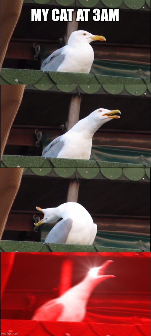 Inhaling Seagull | MY CAT AT 3AM | image tagged in memes,inhaling seagull | made w/ Imgflip meme maker