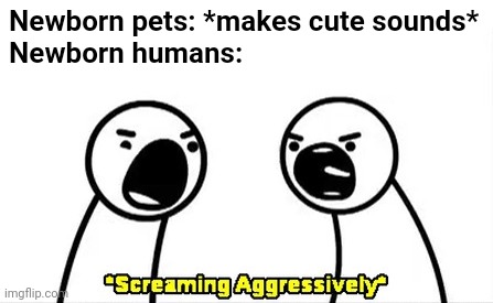 Screaming aggressively | Newborn pets: *makes cute sounds*
Newborn humans: | image tagged in screaming aggressively | made w/ Imgflip meme maker
