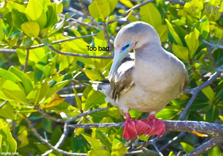 Too bad booby | image tagged in too bad booby | made w/ Imgflip meme maker