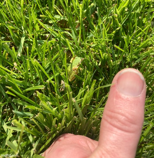 Tiny tree frog - thumb for reference | image tagged in frog,tiny | made w/ Imgflip meme maker