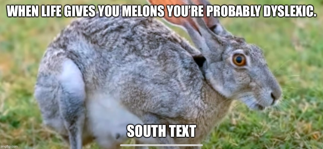 WHEN LIFE GIVES YOU MELONS YOU’RE PROBABLY DYSLEXIC. SOUTH TEXT | made w/ Imgflip meme maker