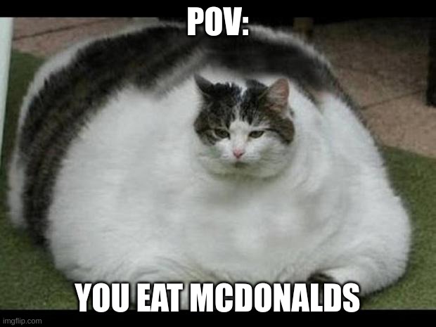 fat cat 2 | POV:; YOU EAT MCDONALDS | image tagged in fat cat 2 | made w/ Imgflip meme maker