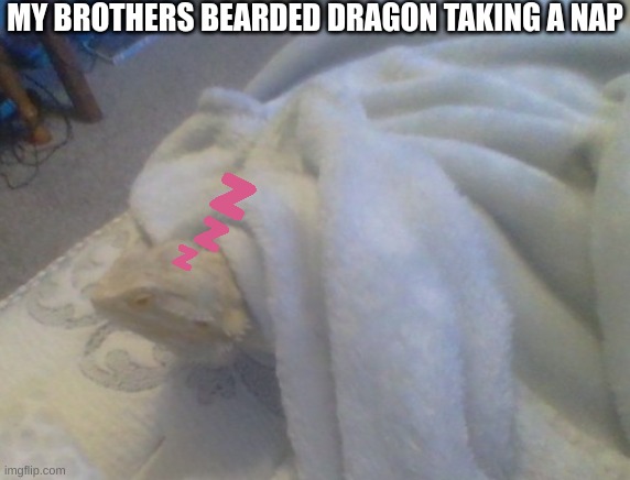 MY BROTHERS BEARDED DRAGON TAKING A NAP | image tagged in nap,sleep,cute,beard,dragon ball z,lizard | made w/ Imgflip meme maker