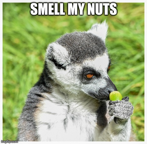 Smell my nuts | SMELL MY NUTS | image tagged in memes | made w/ Imgflip meme maker