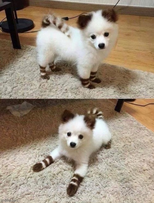 Floofy Bean with socks | made w/ Imgflip meme maker