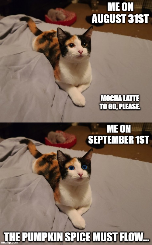 Pumpkin Spicy | ME ON AUGUST 31ST; MOCHA LATTE TO GO, PLEASE. ME ON SEPTEMBER 1ST; THE PUMPKIN SPICE MUST FLOW... | image tagged in pumpkin spice,kitten,dune | made w/ Imgflip meme maker