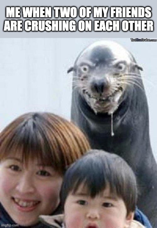 Crushing Seal | ME WHEN TWO OF MY FRIENDS ARE CRUSHING ON EACH OTHER | image tagged in rape seal,me when,crush,friends,funny,seals | made w/ Imgflip meme maker