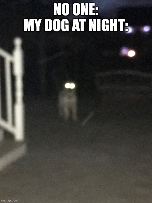 My dog scares me sometimes | NO ONE:
MY DOG AT NIGHT: | made w/ Imgflip meme maker