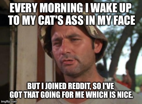 EVERY MORNING I WAKE UP TO MY CAT'S ASS IN MY FACE BUT I JOINED REDDIT, SO I'VE GOT THAT GOING FOR ME WHICH IS NICE. | image tagged in bill murray ,AdviceAnimals | made w/ Imgflip meme maker