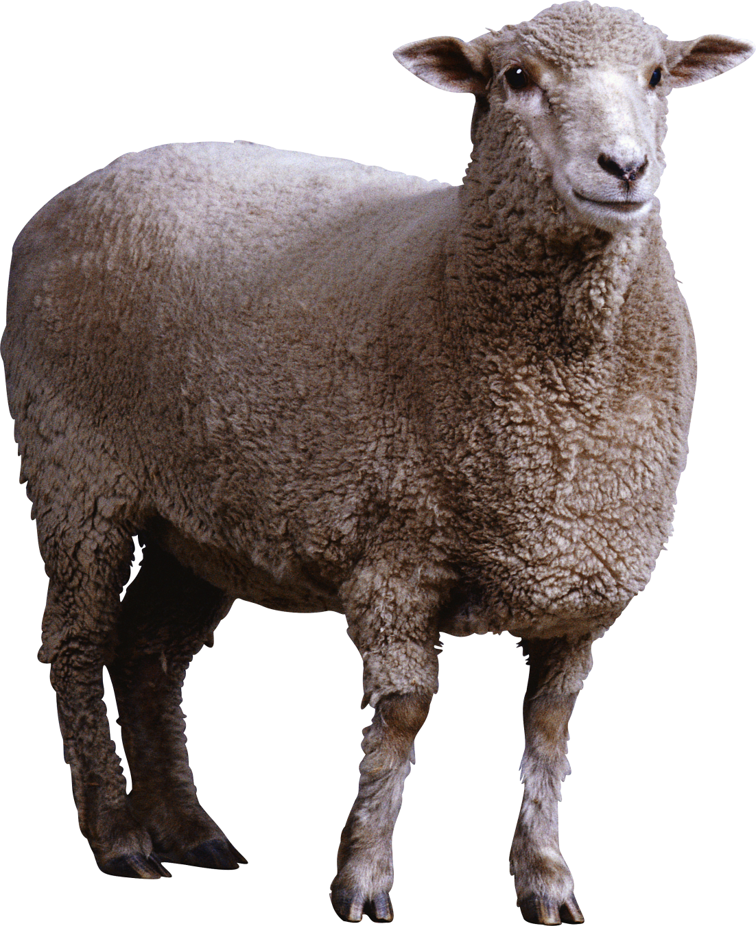 High Quality Sheep with transparency Blank Meme Template