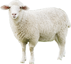 Sheep with white wool Blank Meme Template