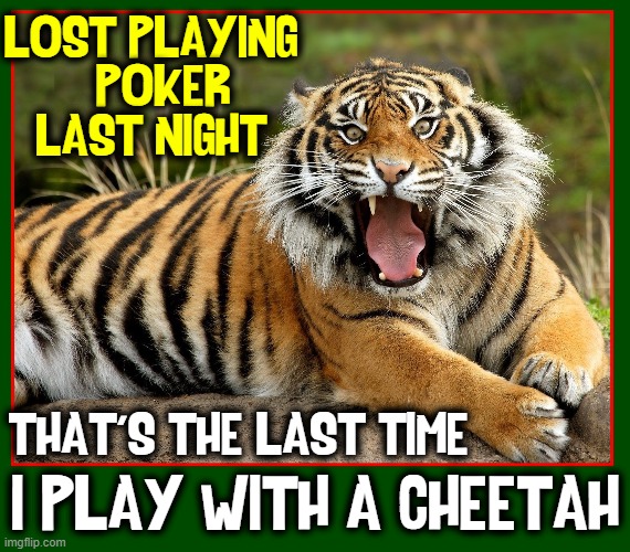 His name should have given me a hint | LOST PLAYING        
POKER      
LAST NIGHT; I PLAY WITH A CHEETAH; THAT'S THE LAST TIME | image tagged in vince vance,tigers,playing cards,poker,cheetah,memes | made w/ Imgflip meme maker