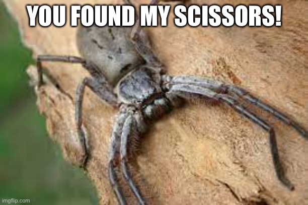 giant huntsman spider | YOU FOUND MY SCISSORS! | image tagged in giant huntsman spider | made w/ Imgflip meme maker