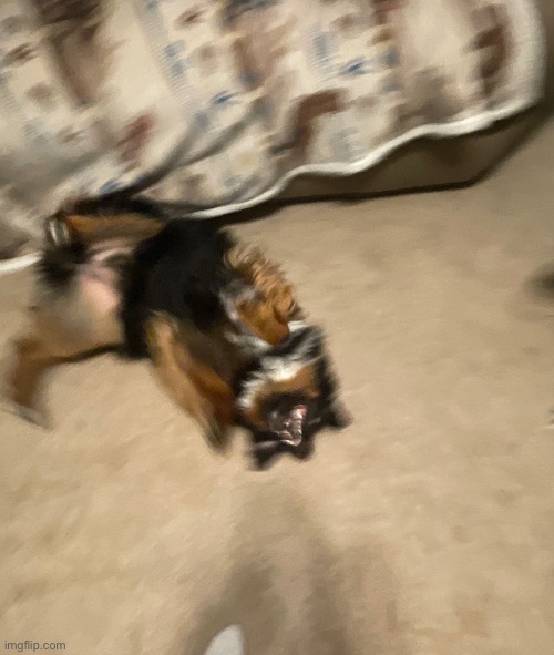 LMAO I’m dying of this picture I got of my dog- | image tagged in doggo | made w/ Imgflip meme maker