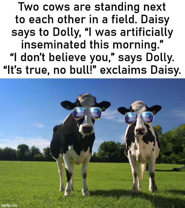 cool cows | Two cows are standing next to each other in a field. Daisy says to Dolly, “I was artificially inseminated this morning.” “I don’t believe you,” says Dolly. “It’s true, no bull!” exclaims Daisy. | image tagged in cool cows,eye roll | made w/ Imgflip meme maker