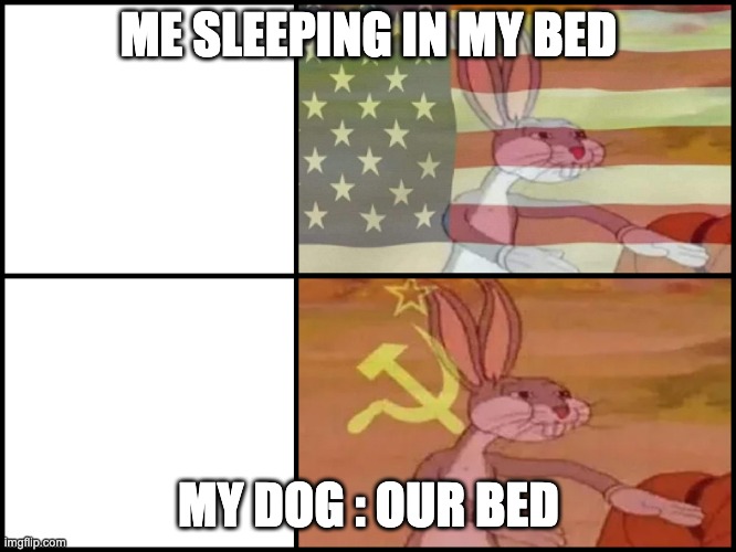 Mine Ours Bugs Bunny | ME SLEEPING IN MY BED; MY DOG : OUR BED | image tagged in mine ours bugs bunny | made w/ Imgflip meme maker