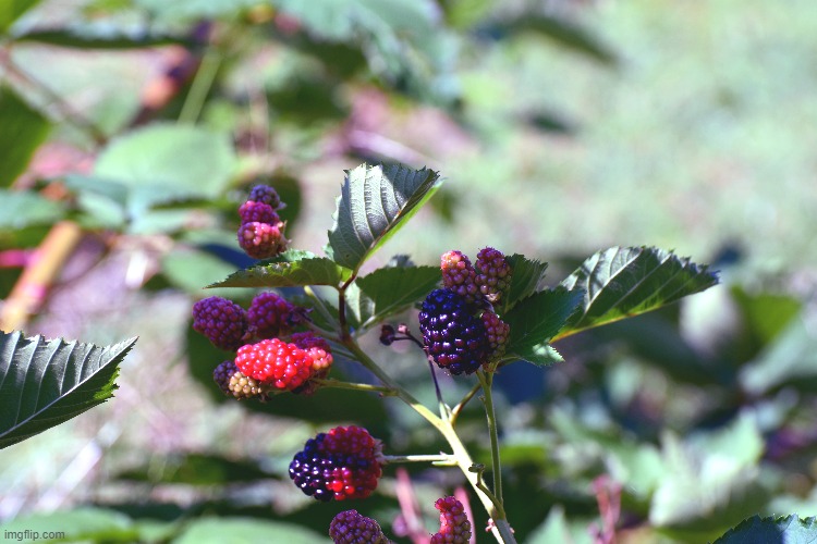 black berries fall crop | made w/ Imgflip meme maker