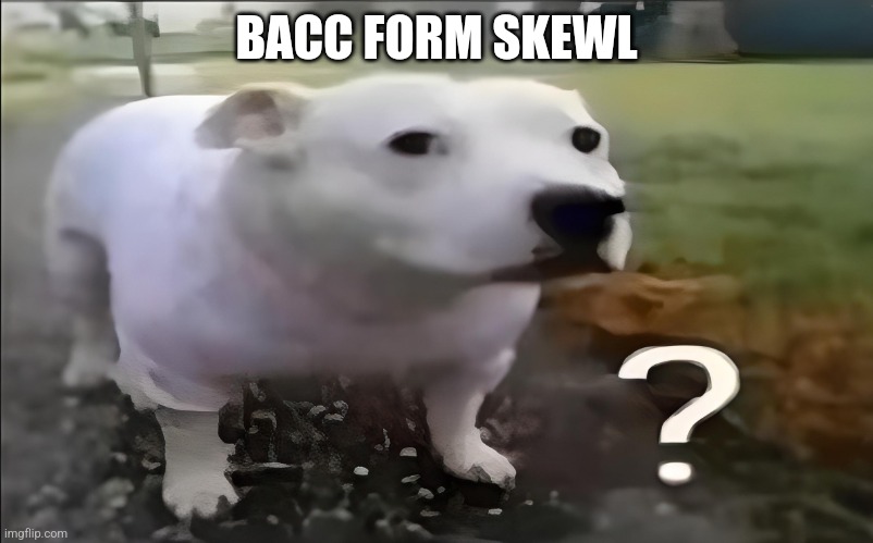 Huh Dog | BACC FORM SKEWL | image tagged in huh dog | made w/ Imgflip meme maker