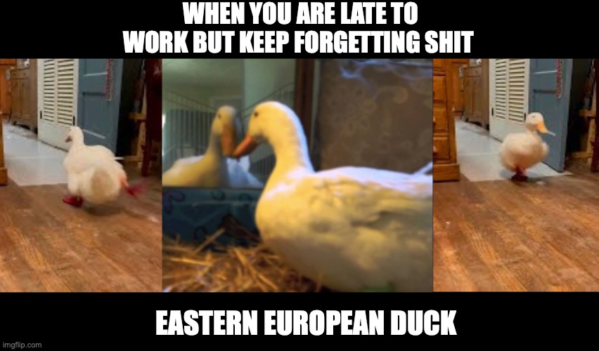 Eastern European duck | WHEN YOU ARE LATE TO WORK BUT KEEP FORGETTING SHIT; EASTERN EUROPEAN DUCK | image tagged in duck,european,superstition | made w/ Imgflip meme maker