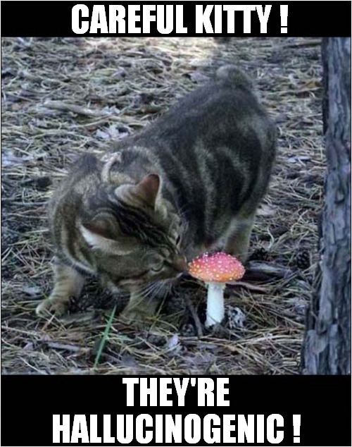 Don't Touch That Toadstool ! | CAREFUL KITTY ! THEY'RE HALLUCINOGENIC ! | image tagged in cats,hallucinate,toadstool | made w/ Imgflip meme maker