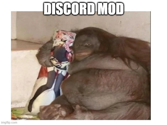 average discord moderator | DISCORD MOD | image tagged in discord moderator | made w/ Imgflip meme maker