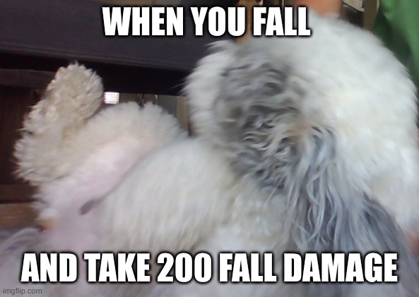 fall damage | WHEN YOU FALL; AND TAKE 200 FALL DAMAGE | image tagged in dog,good,funny,gaming | made w/ Imgflip meme maker