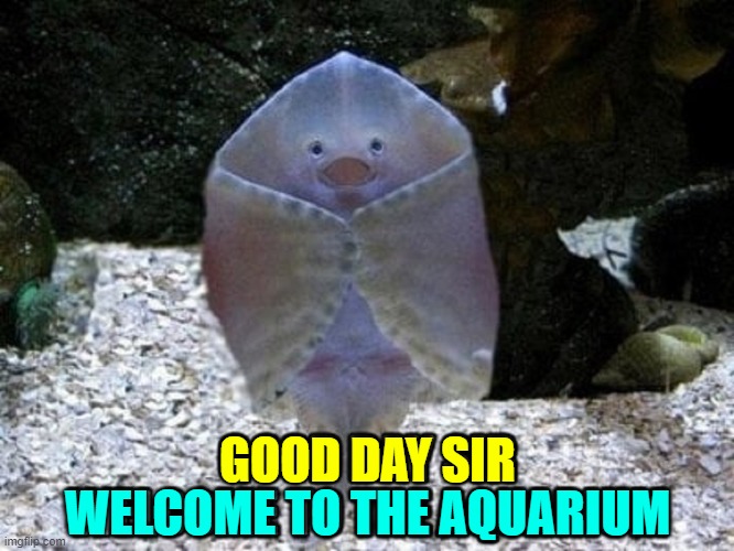 The Walmart Greeter of the Aquarium World | WELCOME TO THE AQUARIUM; GOOD DAY SIR | image tagged in vince vance,walmart,memes,greeter,aquarium,fish | made w/ Imgflip meme maker